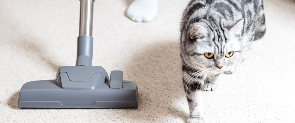 pet-blog-fi-2